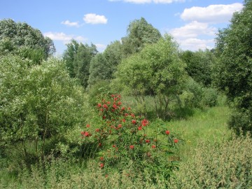 3 marca – Międzynarodowy Dzień Dzikiej Przyrody., 